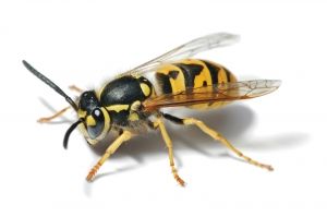 wasp & hornet
