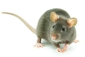Protection from rodents - mice, rats, dormouse