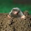 Ground rodent